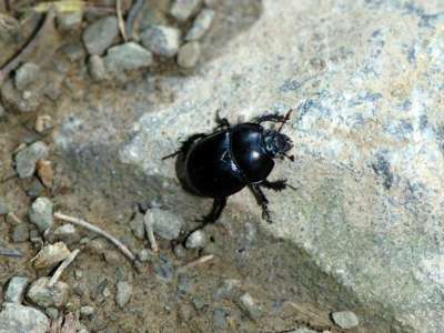 Geotrupes stercorarius [Famille : Scarabaeidae]