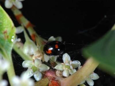 Exochomus quadripustulatus [Famille : Coccinellidae]