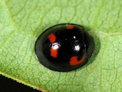 Exochomus quadripustulatus [Famille : Coccinellidae]