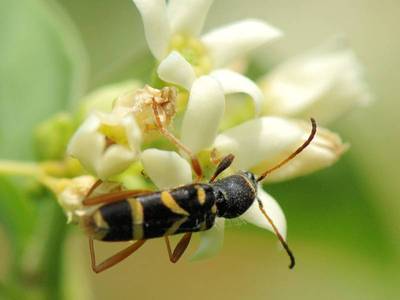 Clytus arietis [Famille : Cerambycidae]