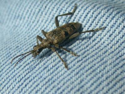 Rhagium mordax [Famille : Cerambycidae]