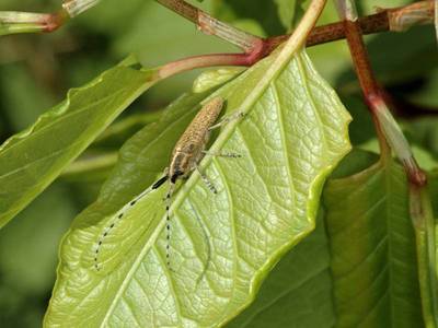 Agapanthia villosoviridescens [Famille : Cerambycidae]