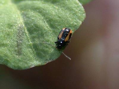 Phyllotreta species [Famille : Chrysomelidae]