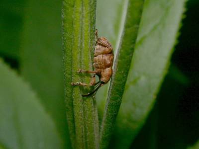 Curculio venosus [Famille : Curculionidae]