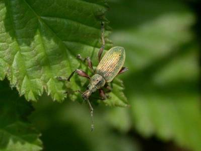 Phyllobius pomaceus [Famille : Curculionidae]