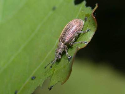 Phyllobius pyri [Famille : Curculionidae]