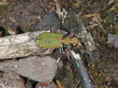 Cicindela campestris [Famille : Cicindelidae]