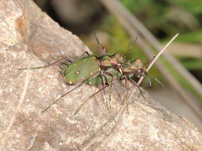 Cicindela campestris [Famille : Cicindelidae]