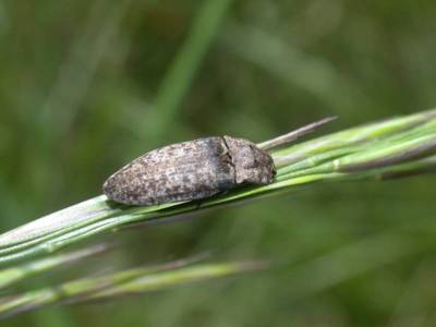 Agrypnus murina [Famille : Elateridae]