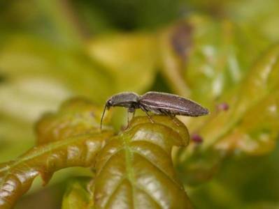 Athous haemorrhoidalis [Famille : Elateridae]