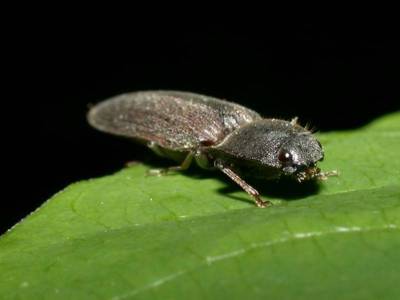 Athous haemorrhoidalis [Famille : Elateridae]