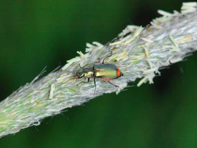 Malachius bipustulatus [Famille : Melyridae]