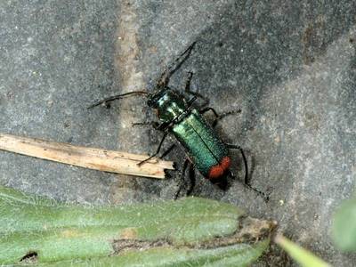 Malachius bipustulatus [Famille : Melyridae]