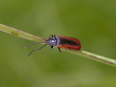  Omalisus fontisbellaquaei [Famille : Omalisidae]