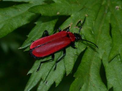 Pyrochroa coccinea [Famille : Pyrochroidae]