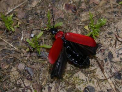 Pyrochroa coccinea [Famille : Pyrochroidae]