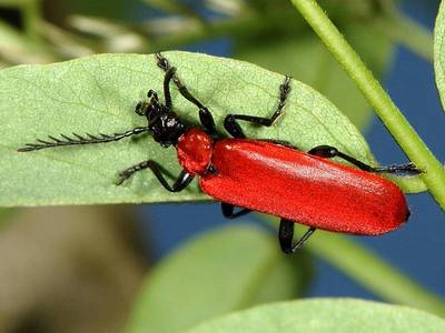 Pyrochroa coccinea [Famille : Pyrochroidae]