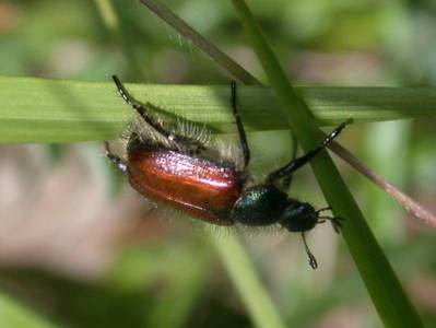 Phyllopertha horticola [Famille : Scarabaeidae]