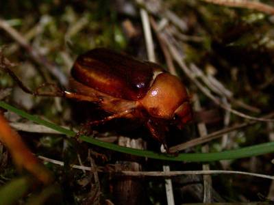 Rhizotrogus aestivus [Famille : Scarabaeidae]