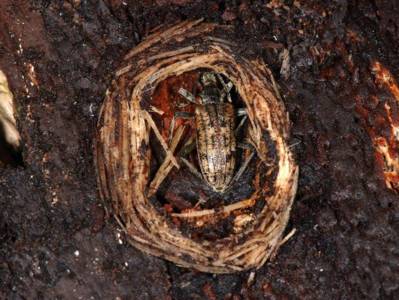 Rhagium inquisitor [Famille : Cerambycidae]