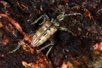 Rhagium inquisitor [Famille : Cerambycidae]