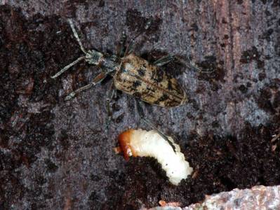 Rhagium inquisitor [Famille : Cerambycidae]