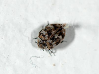 Anthrenus verbasci [Famille : Dermestidae]