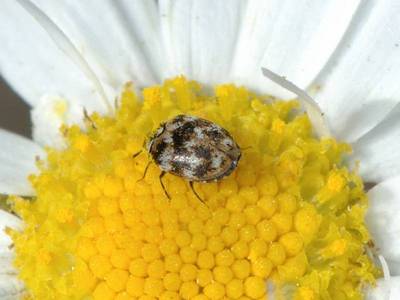 Anthrenus verbasci [Famille : Dermestidae]