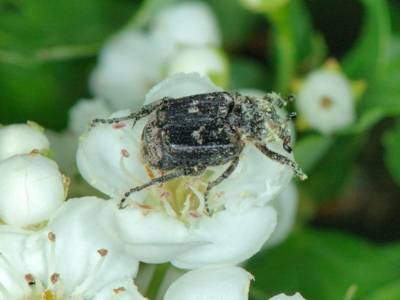 Valgus hemipterus [Famille : Cetoniidae]