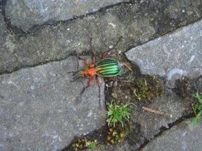 Carabus auronitens [Famille : Carabidae]