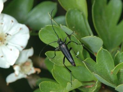 Stenurella nigra [Famille : Cerambycidae]