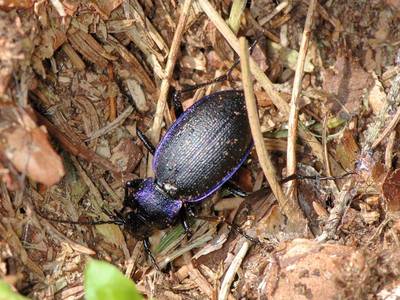 Carabus problematicus [Famille : Carabidae]