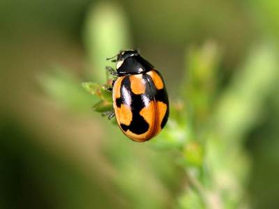 Coccinella hieroglyphica [Famille : Coccinellidae]