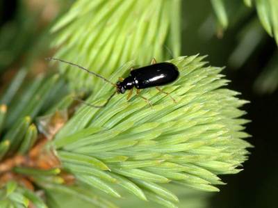 Luperus longicornis [Famille : Chrysomelidae]