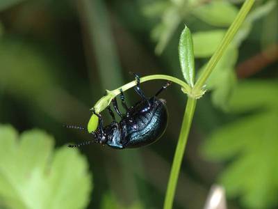 Timarcha goettingensis [Famille : Chrysomelidae]