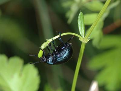 Timarcha goettingensis [Famille : Chrysomelidae]