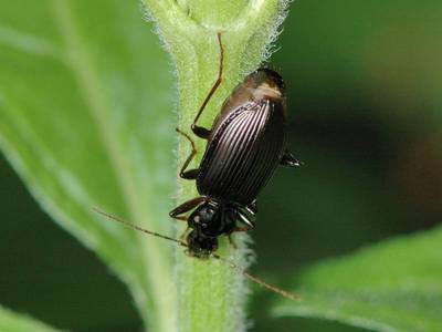 Limodromus assimilis [Famille : Carabidae]