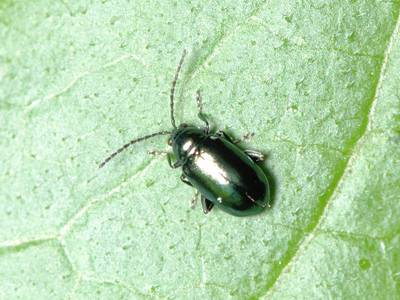 Altica species [Famille : Chrysomelidae]