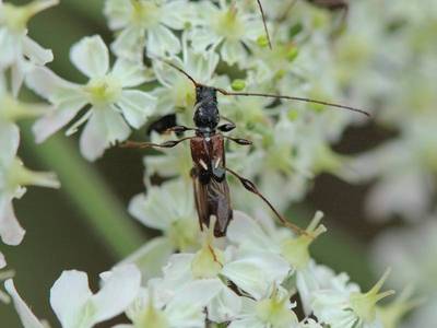 Molorchus minor [Famille : Cerambycidae]