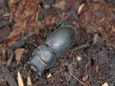 Dorcus parallelipipedus [Famille : Lucanidae]