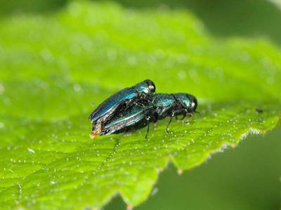 Agrilus species [Famille : Buprestidae]