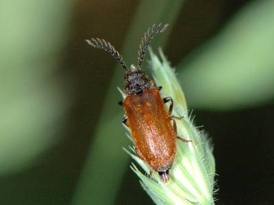 Drilus flavescens [Famille : Drilidae]