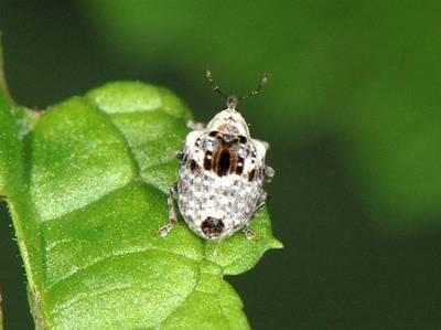 Cionus alauda [Famille : Curculionidae]