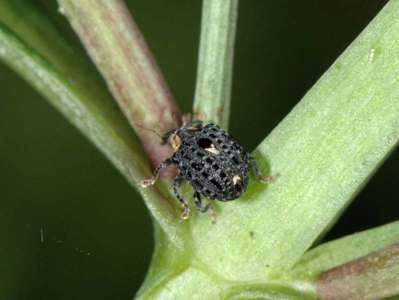 Cionus tuberculosus [Famille : Curculionidae]