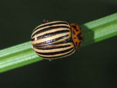 Leptinotarsa decemlineata [Famille : Chrysomelidae]