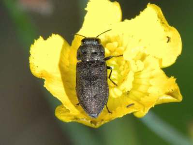 Anthaxia quadripunctata [Famille : Buprestidae]