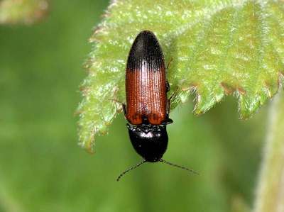 Ampedus balteatus [Famille : Elateridae]