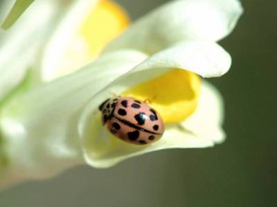 Oenopia conglobata [Famille : Coccinellidae]