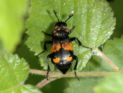 Nicrophorus vespilloides [Famille : Silphidae]