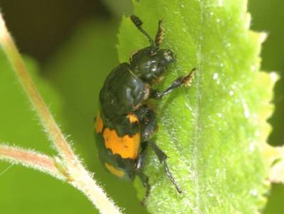 hte : Nicrophorus vespilloides